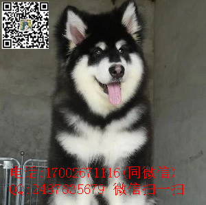 赛级阿拉斯加.jpg2_副本.png
