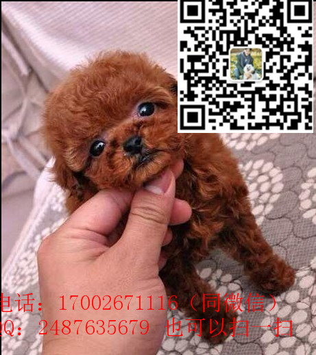 TB2Z0l6rm0jpuFjy0FlXXc0bpXa_!!3052543075_副本.jpg