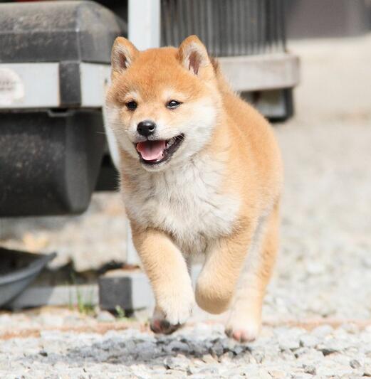柴犬5.jpg