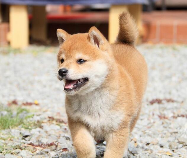 柴犬6.jpg