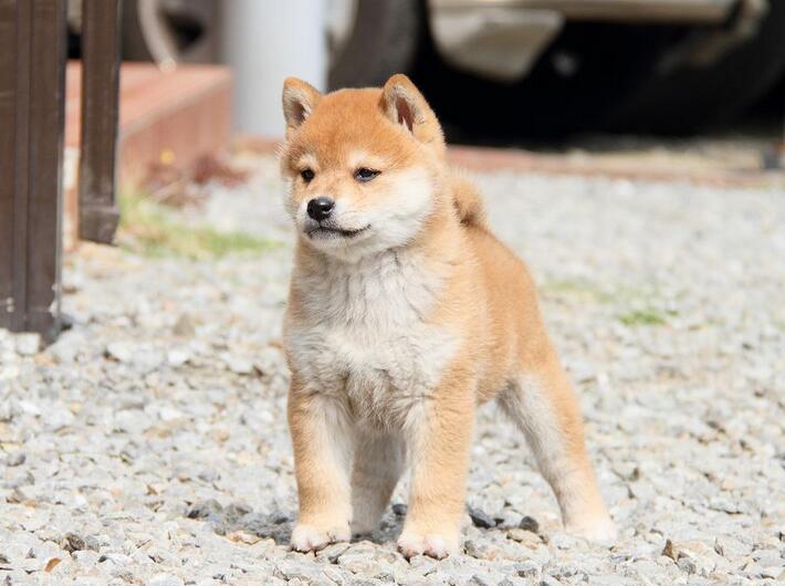柴犬8.jpg