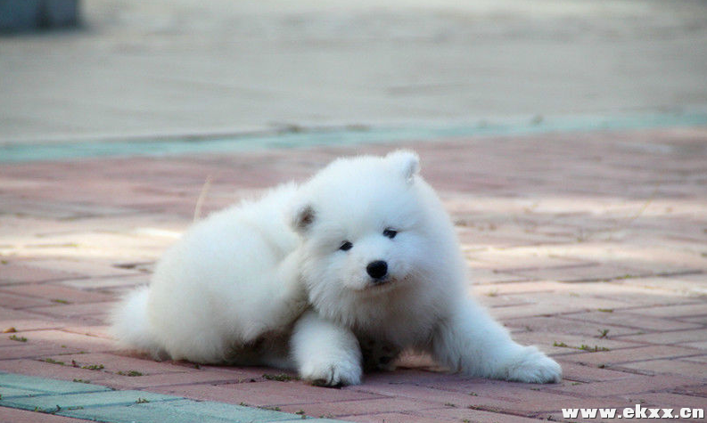 QQ图片萨摩耶犬.png